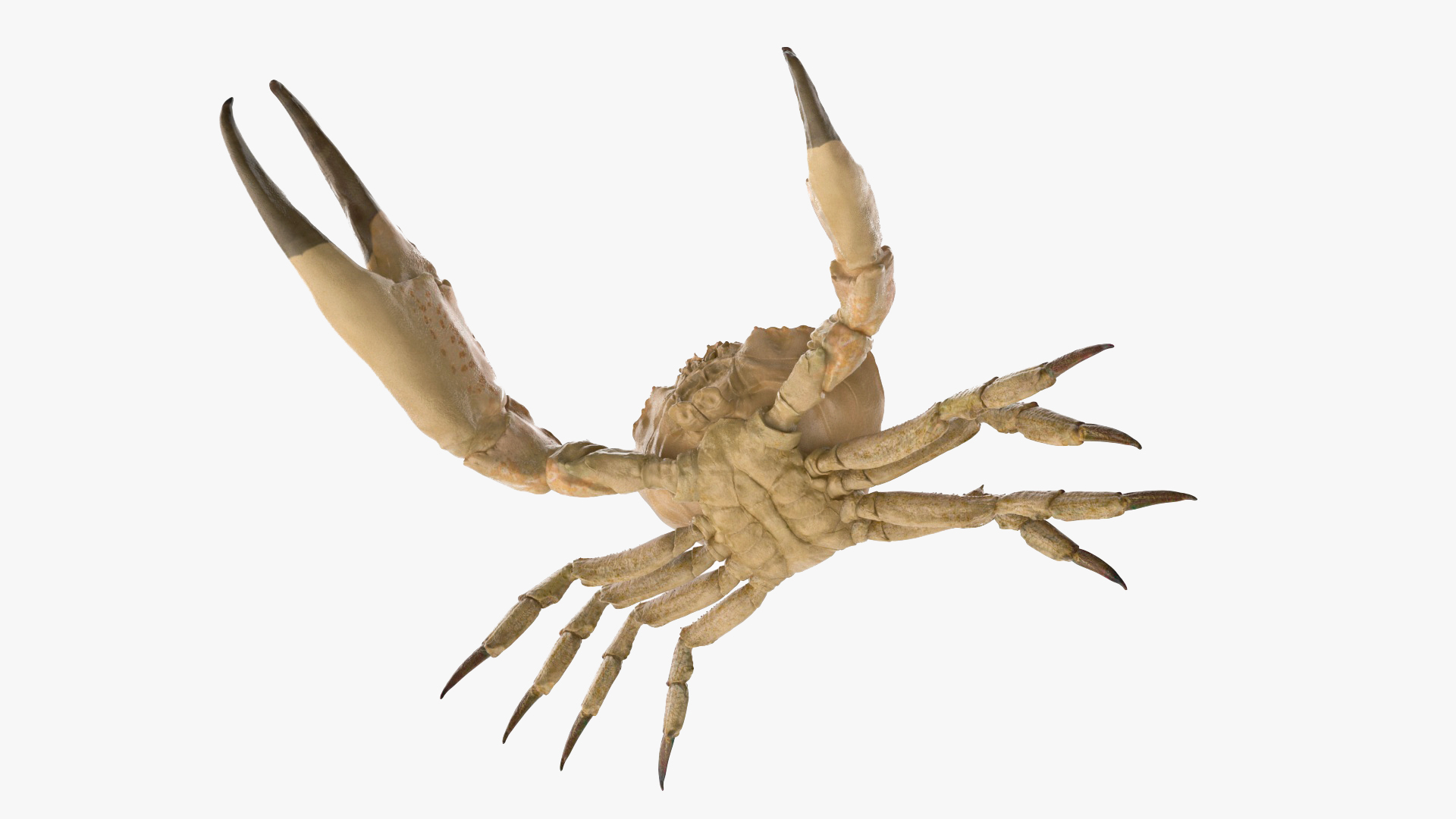 3D Deepwater Giant Crab Rigged for Maya