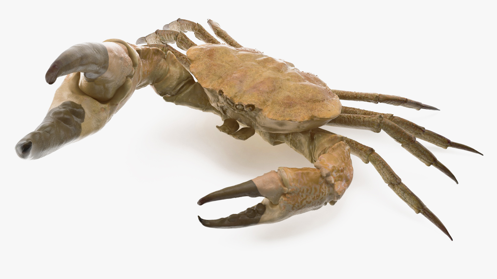 3D Deepwater Giant Crab Rigged for Maya