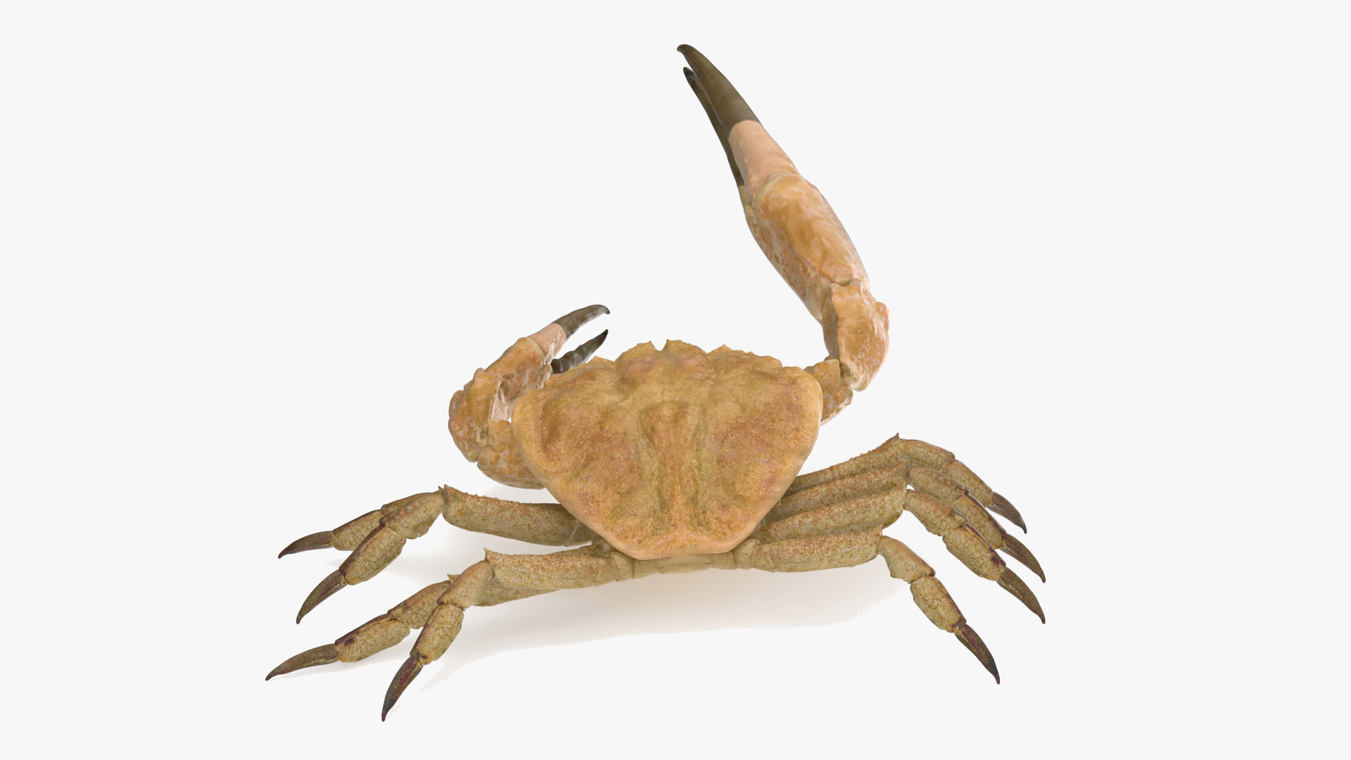 3D Deepwater Giant Crab Rigged for Maya