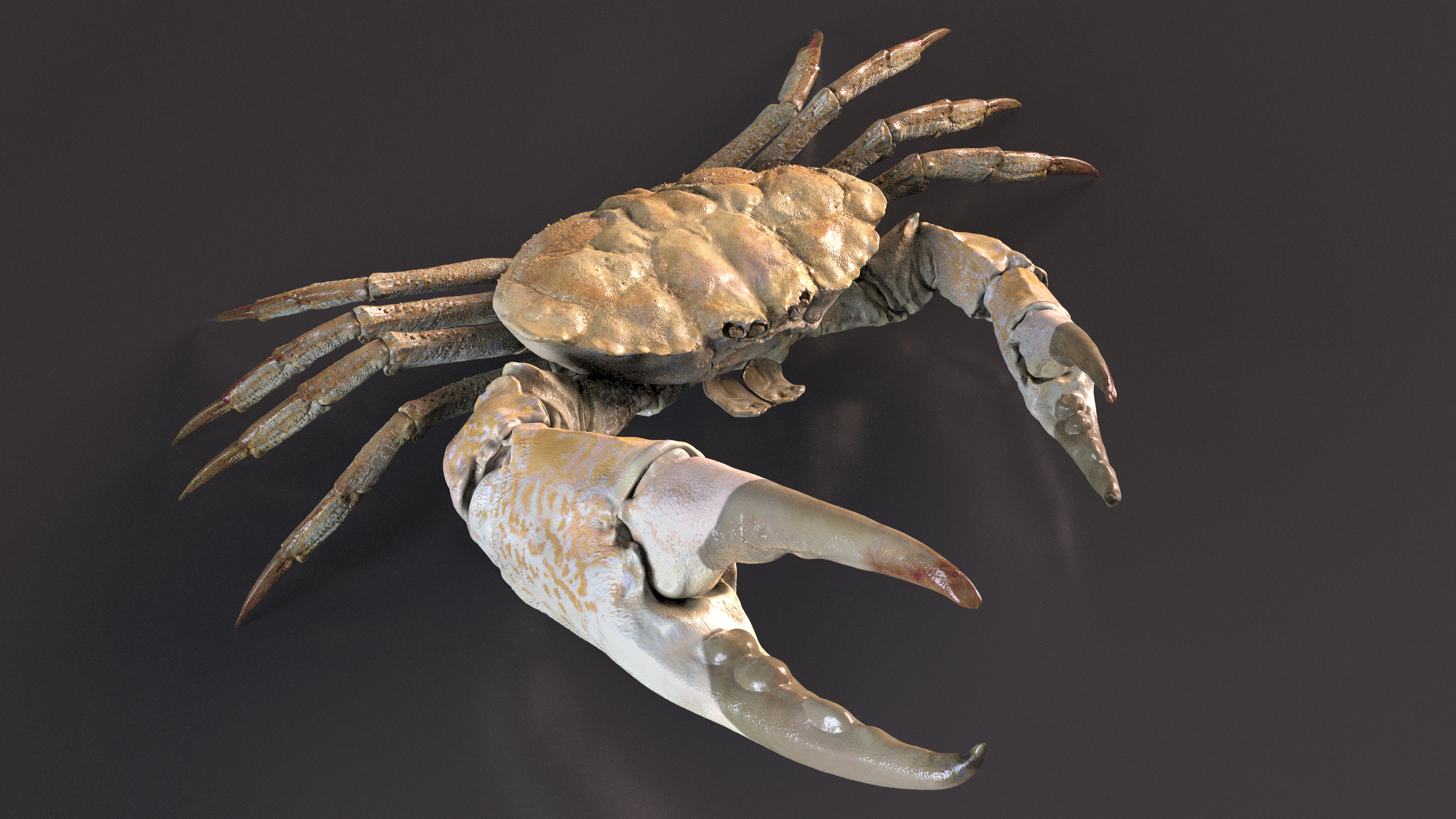 3D Deepwater Giant Crab Rigged for Maya