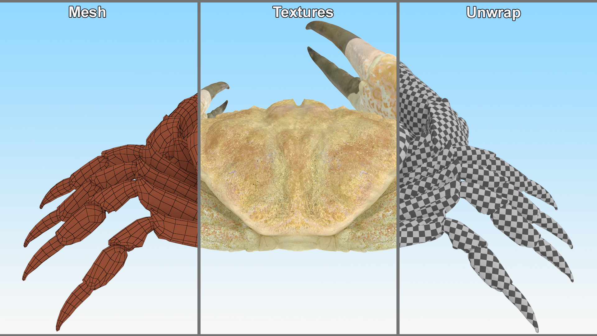 3D Deepwater Giant Crab Rigged for Maya