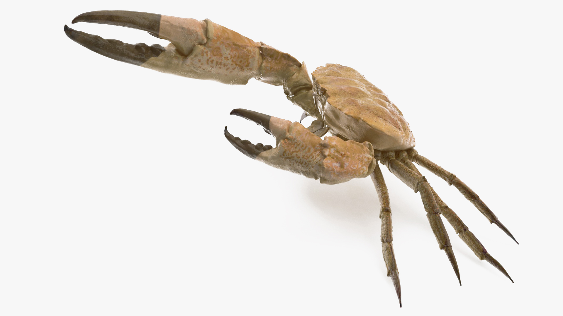 3D Deepwater Giant Crab Rigged for Maya
