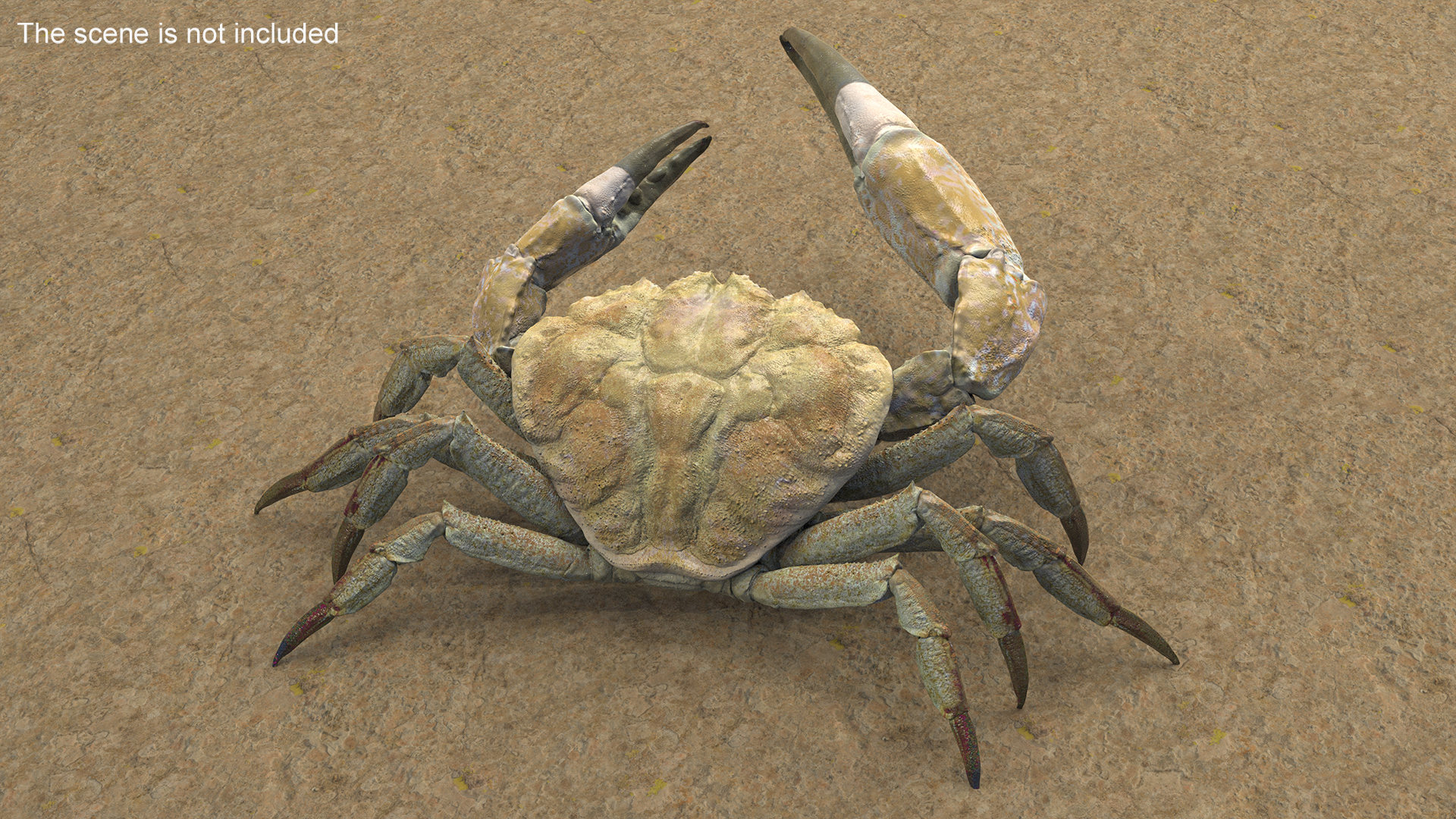 3D Deepwater Giant Crab Rigged for Maya