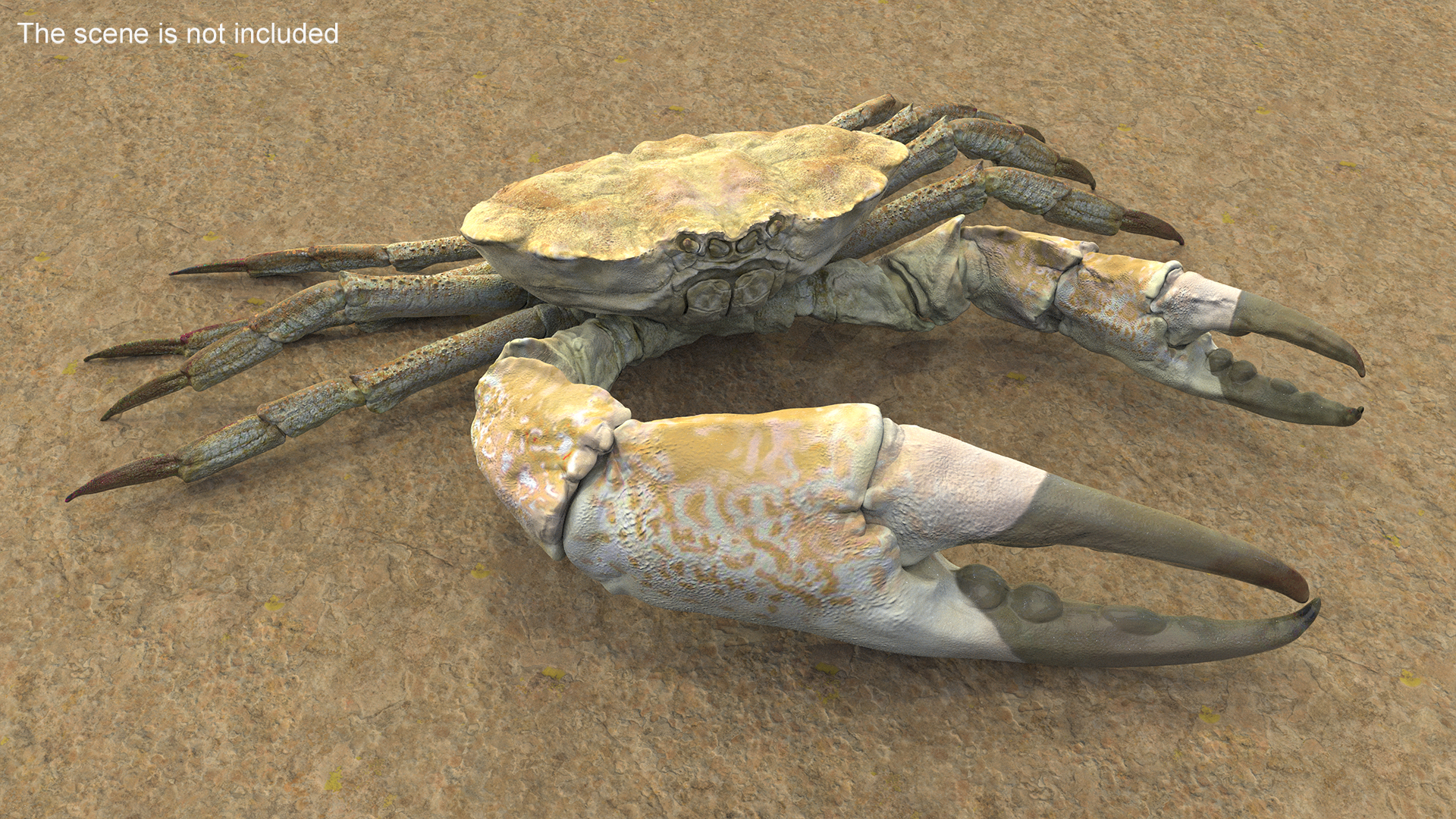 3D Deepwater Giant Crab Rigged for Maya