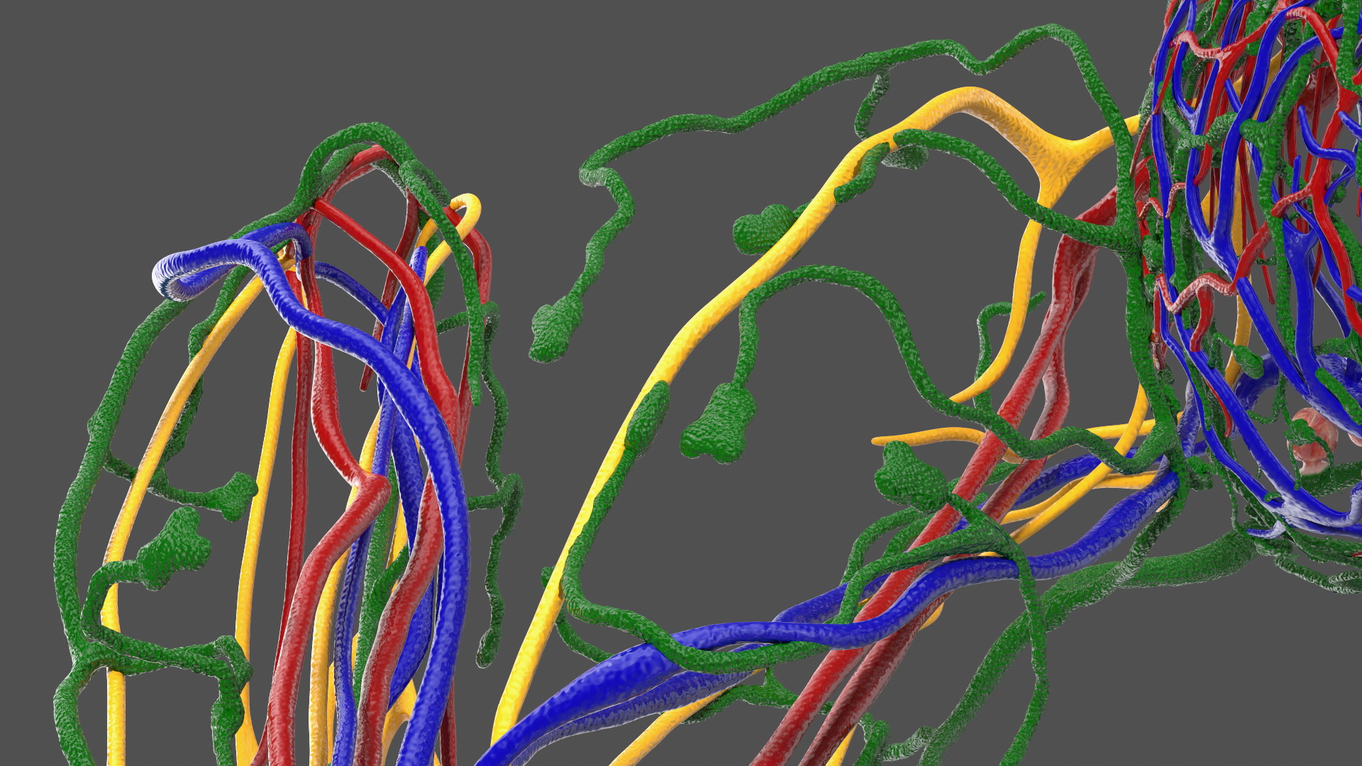 3D Frog Anatomy Right Side Colored