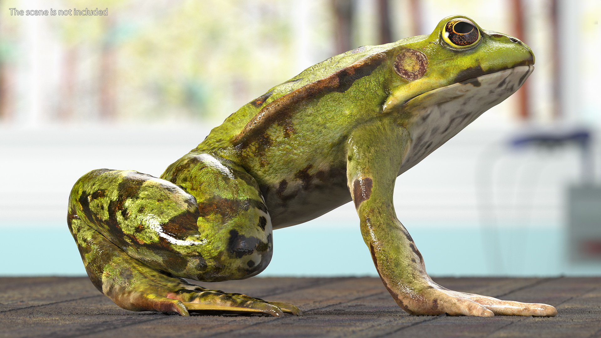 3D Frog Anatomy Right Side Colored