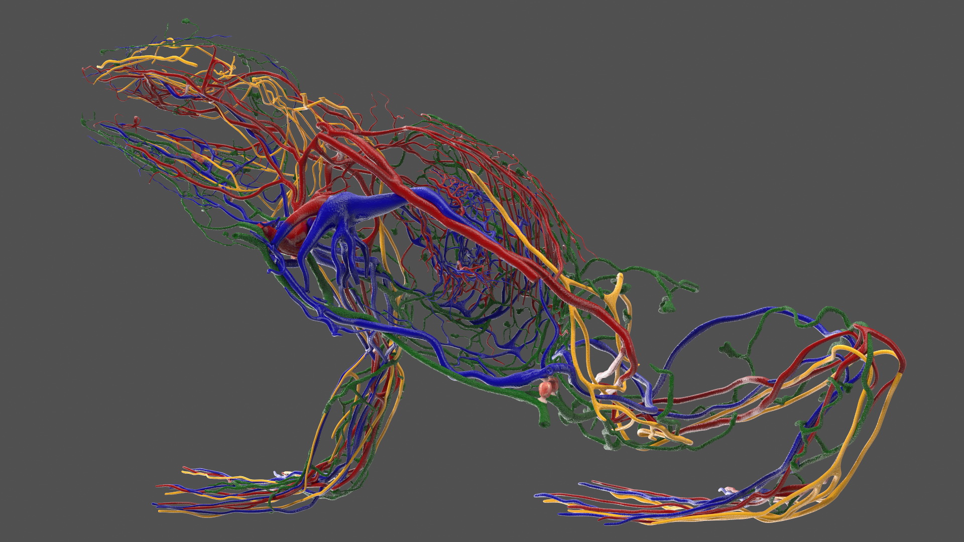 3D Frog Anatomy Right Side Colored