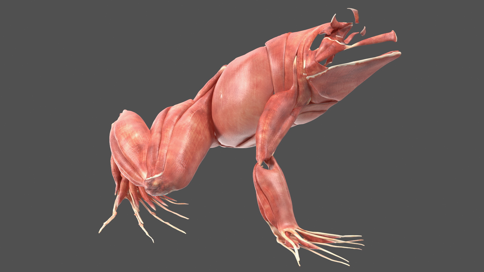 3D Frog Anatomy Right Side Colored