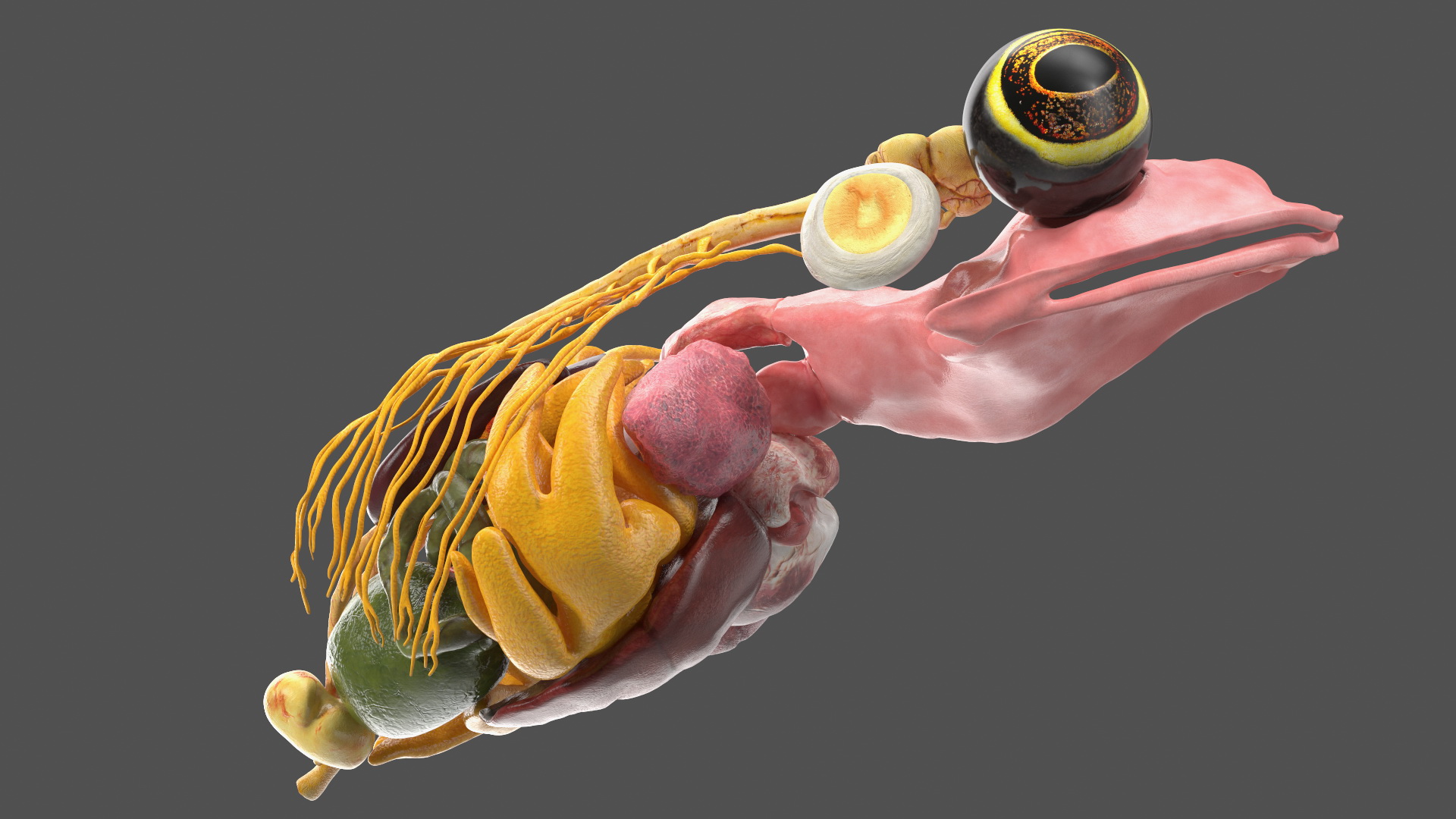 3D Frog Anatomy Right Side Colored