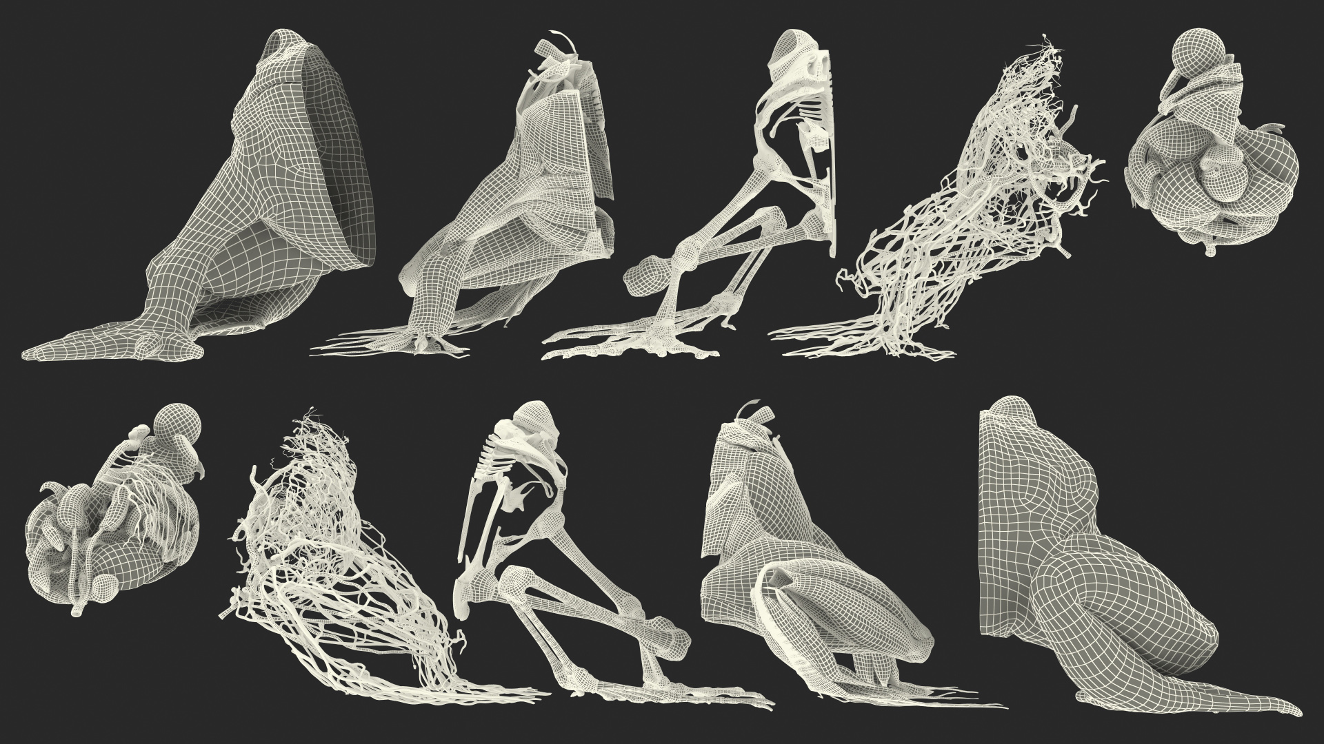 3D Frog Anatomy Right Side Colored
