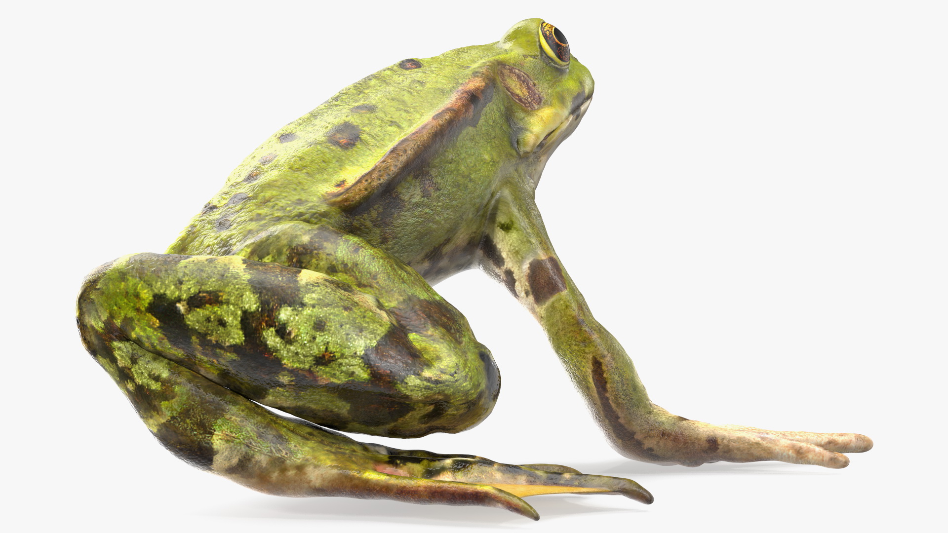 3D Frog Anatomy Right Side Colored