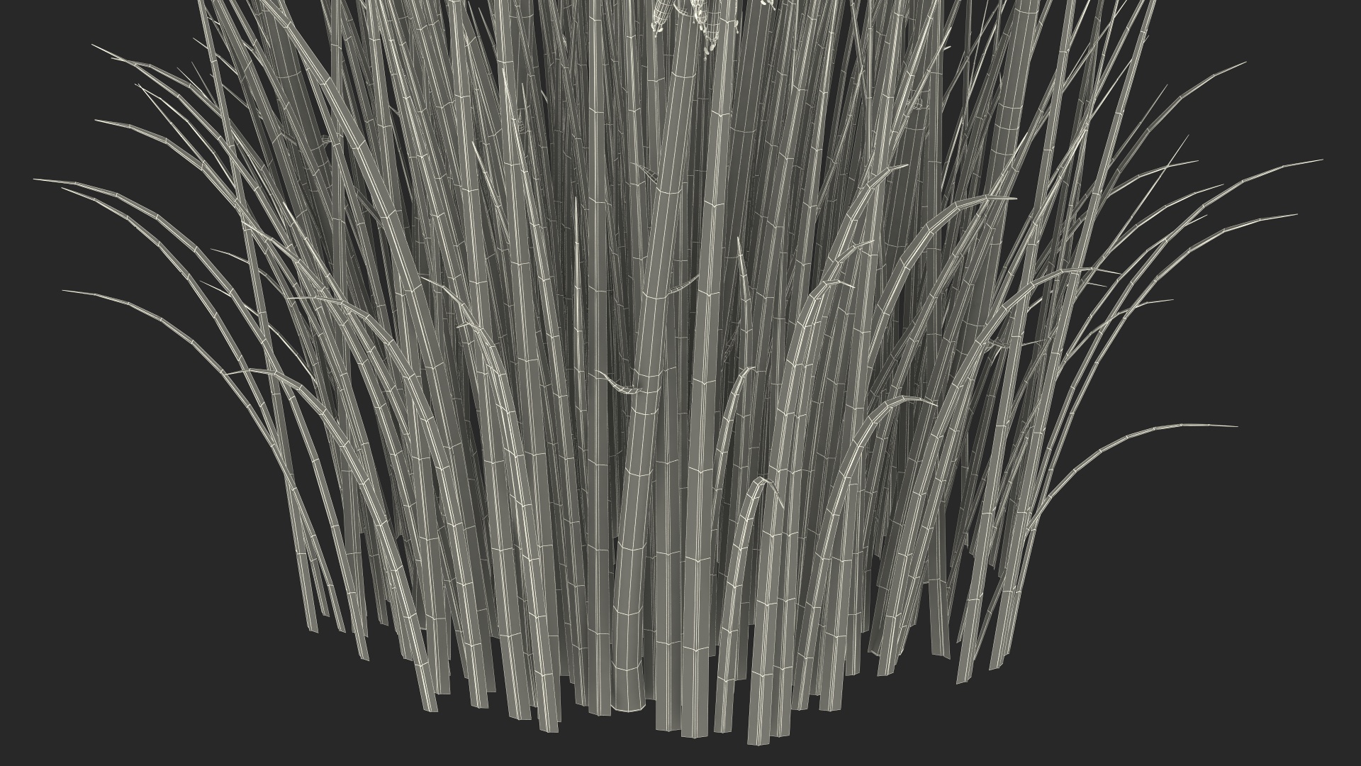 3D Kniphofia Little Maid