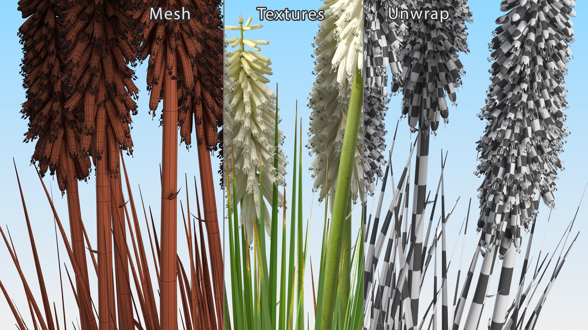 3D Kniphofia Little Maid