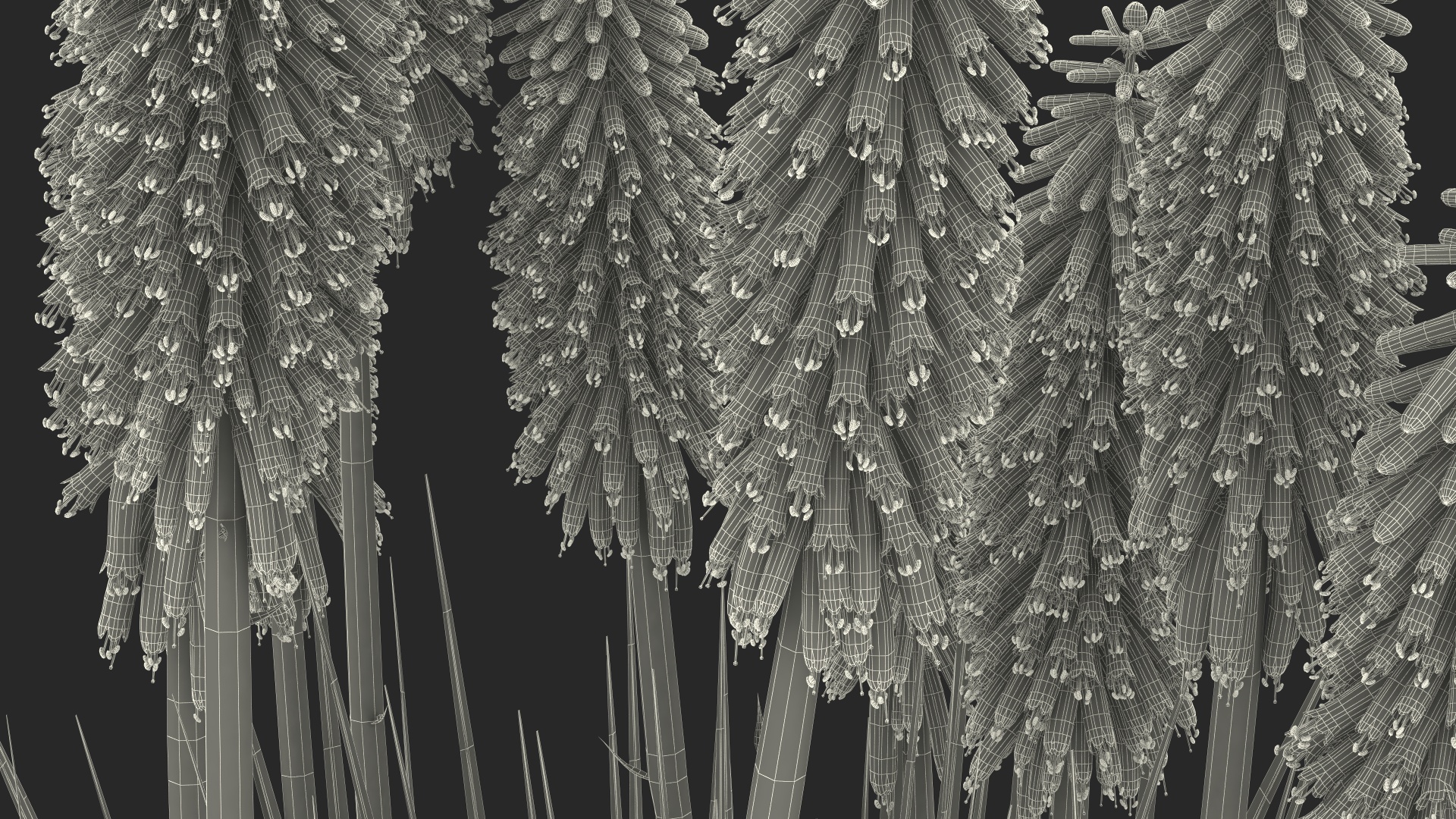3D Kniphofia Little Maid