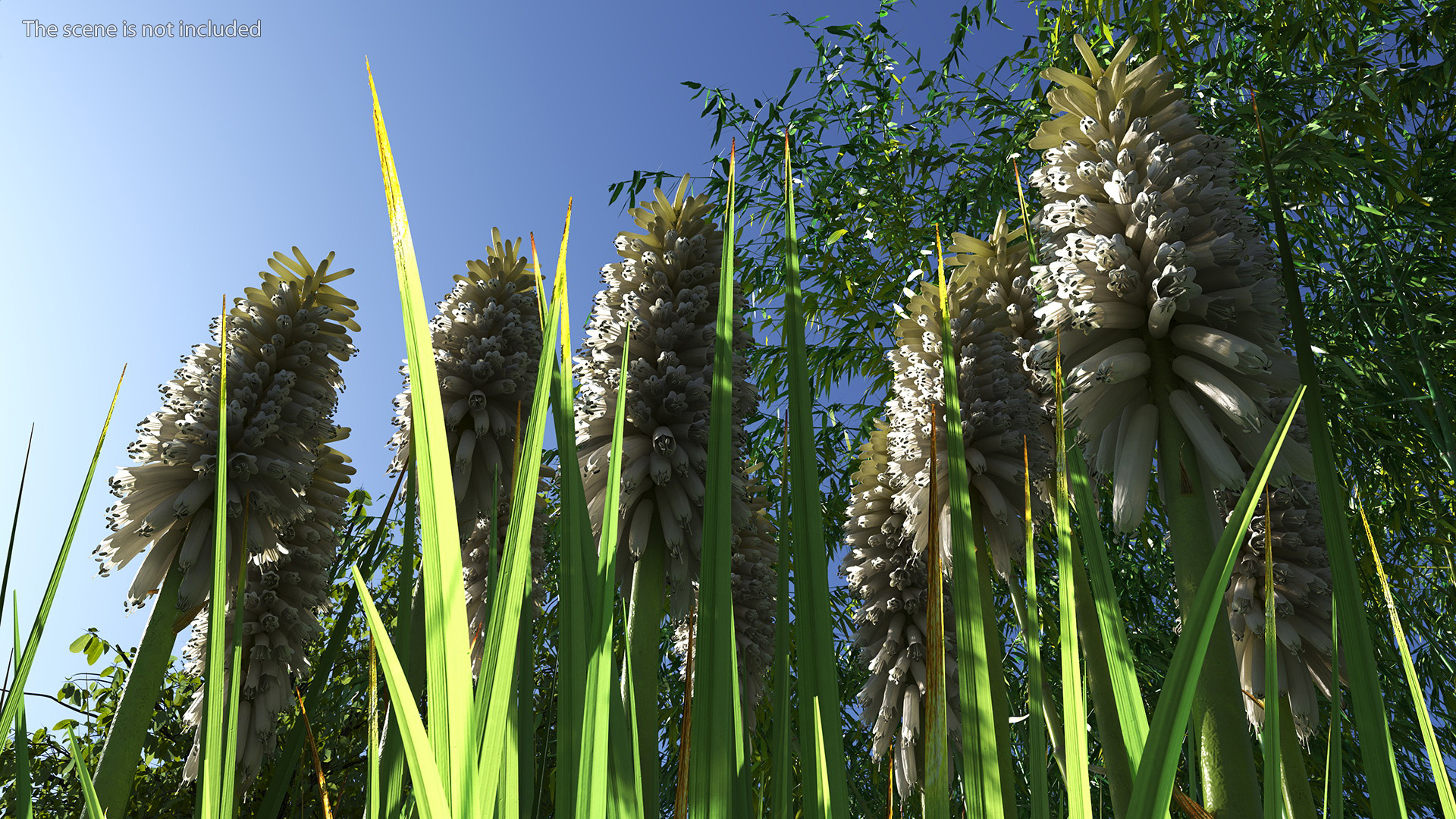 3D Kniphofia Little Maid