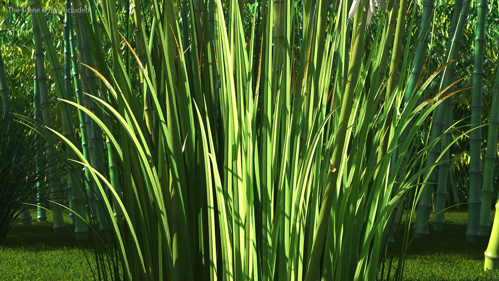 3D Kniphofia Little Maid