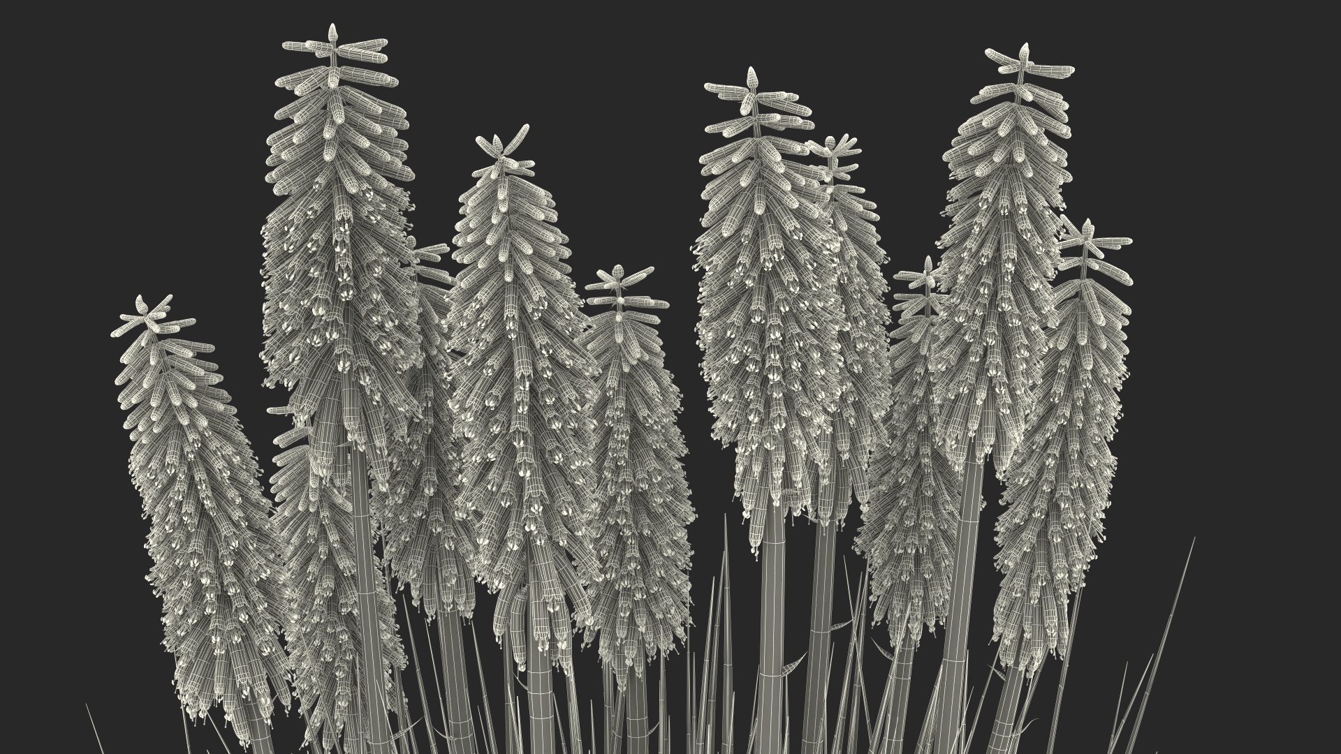 3D Kniphofia Little Maid