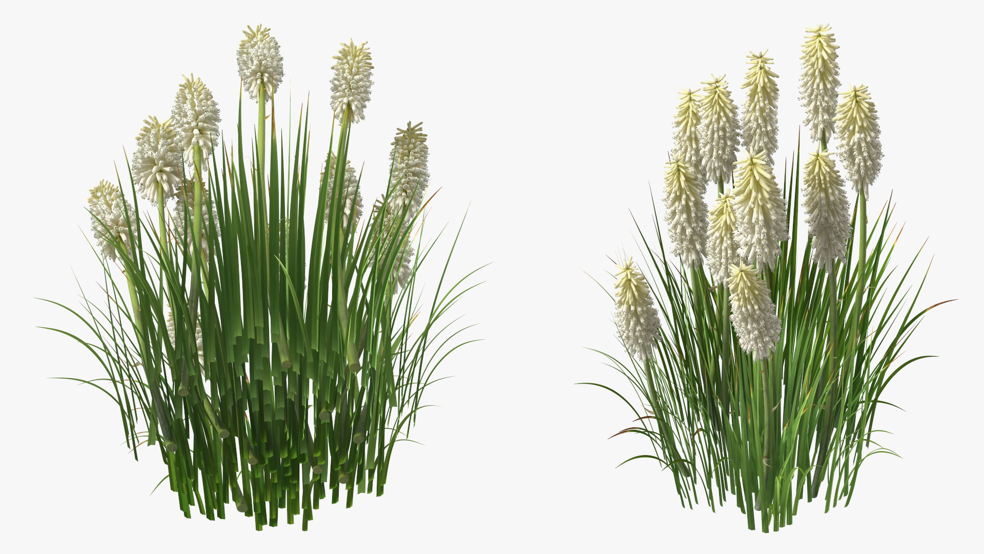 3D Kniphofia Little Maid