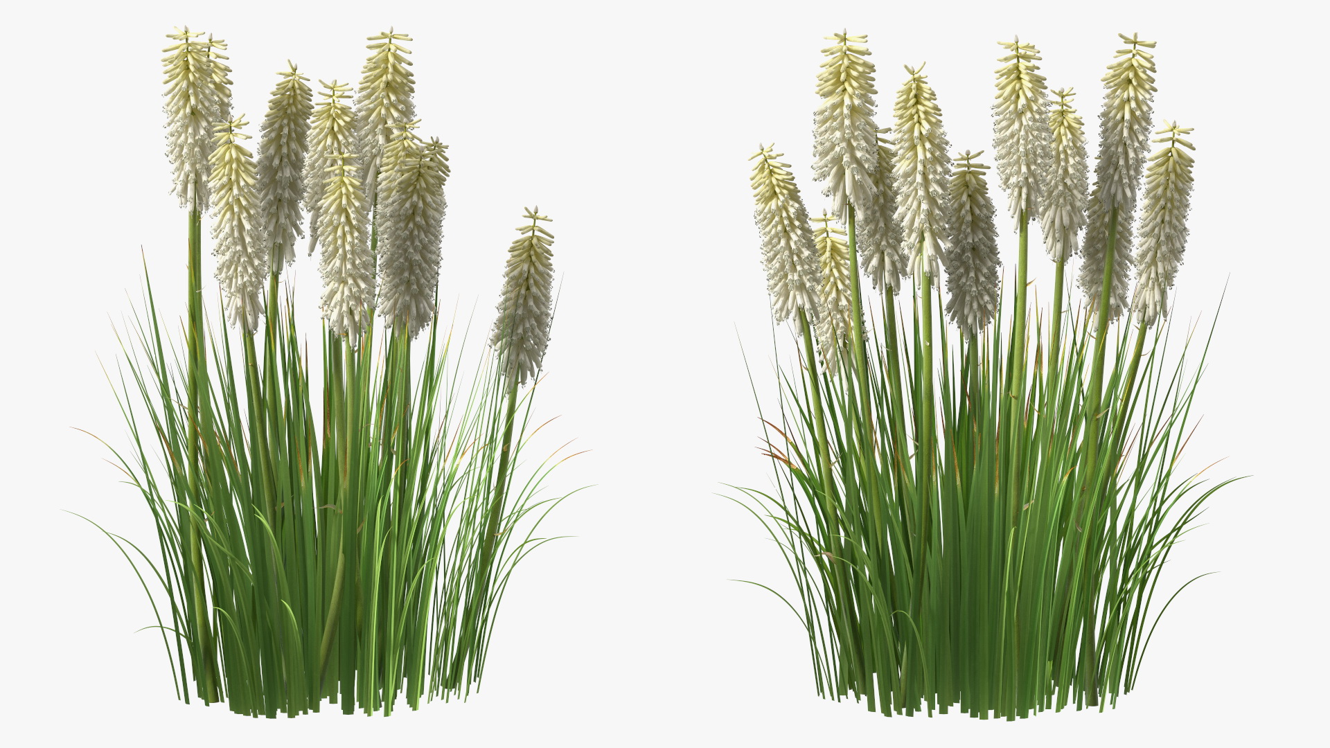 3D Kniphofia Little Maid