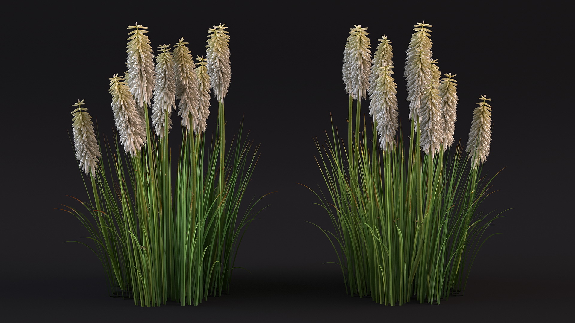 3D Kniphofia Little Maid