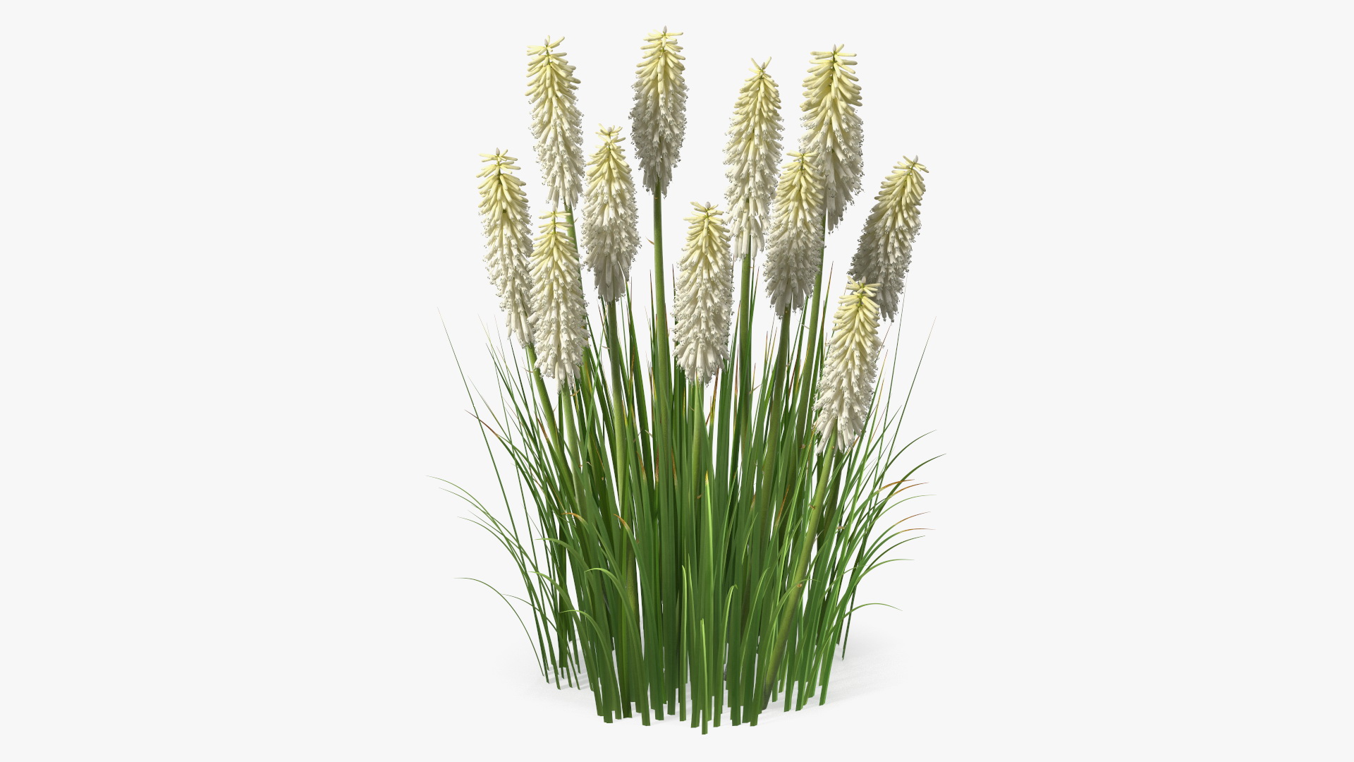 3D Kniphofia Little Maid