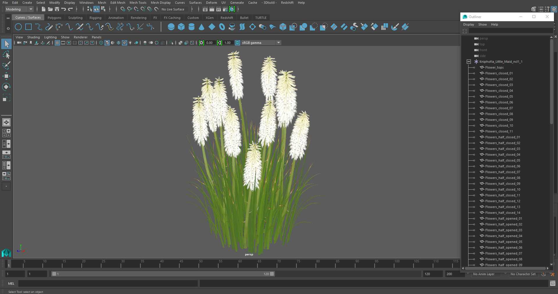 3D Kniphofia Little Maid