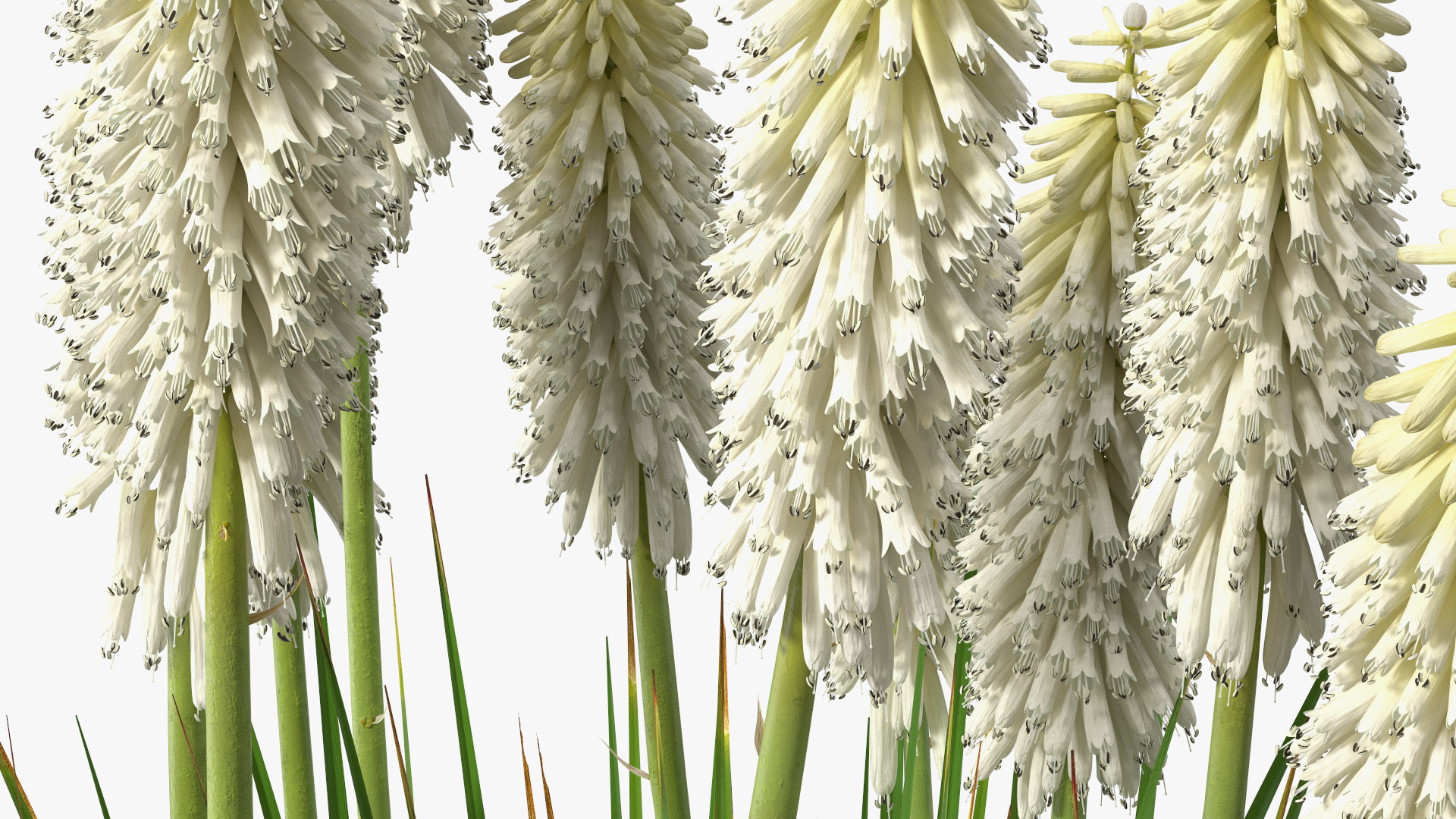 3D Kniphofia Little Maid