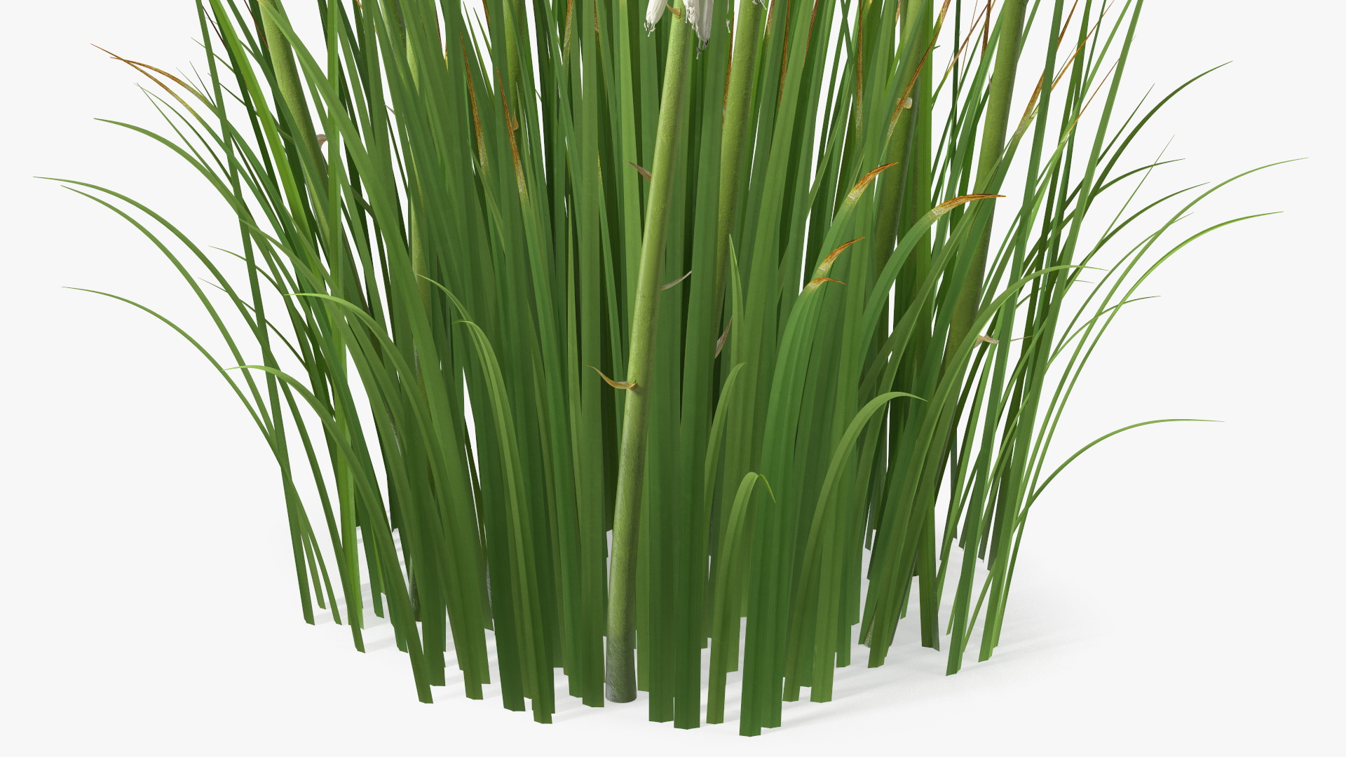 3D Kniphofia Little Maid