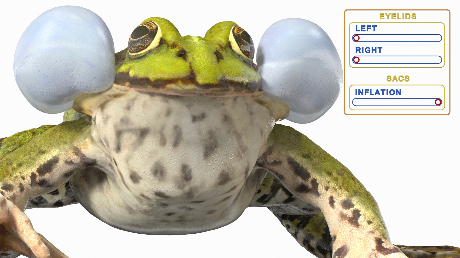 3D Frog Rigged