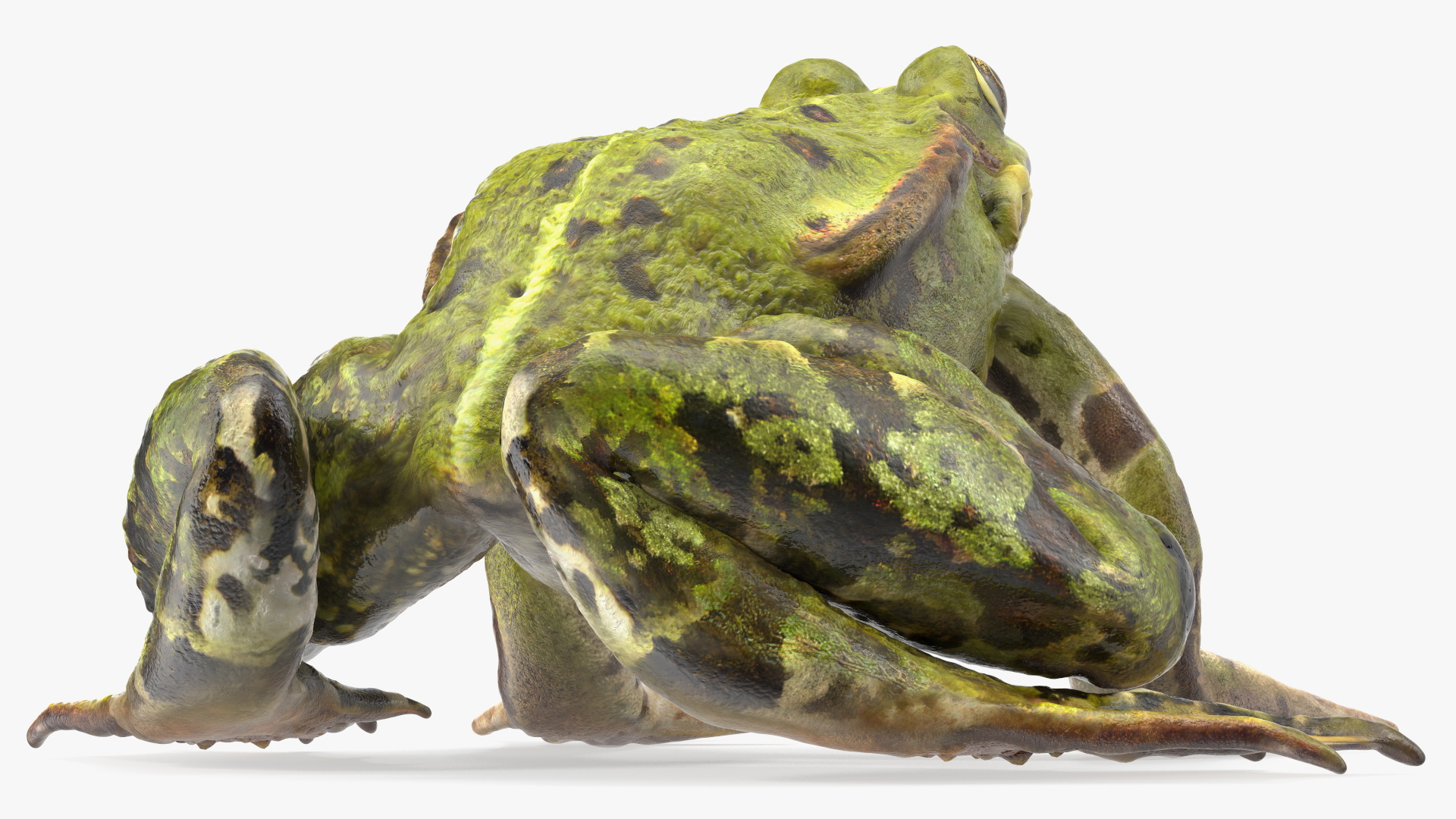 3D Frog Rigged