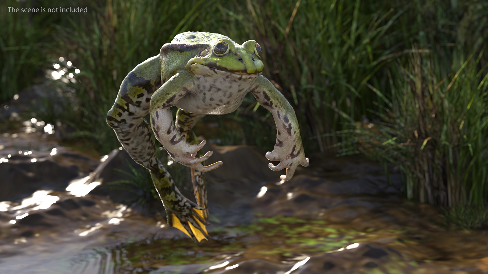 3D Frog Rigged