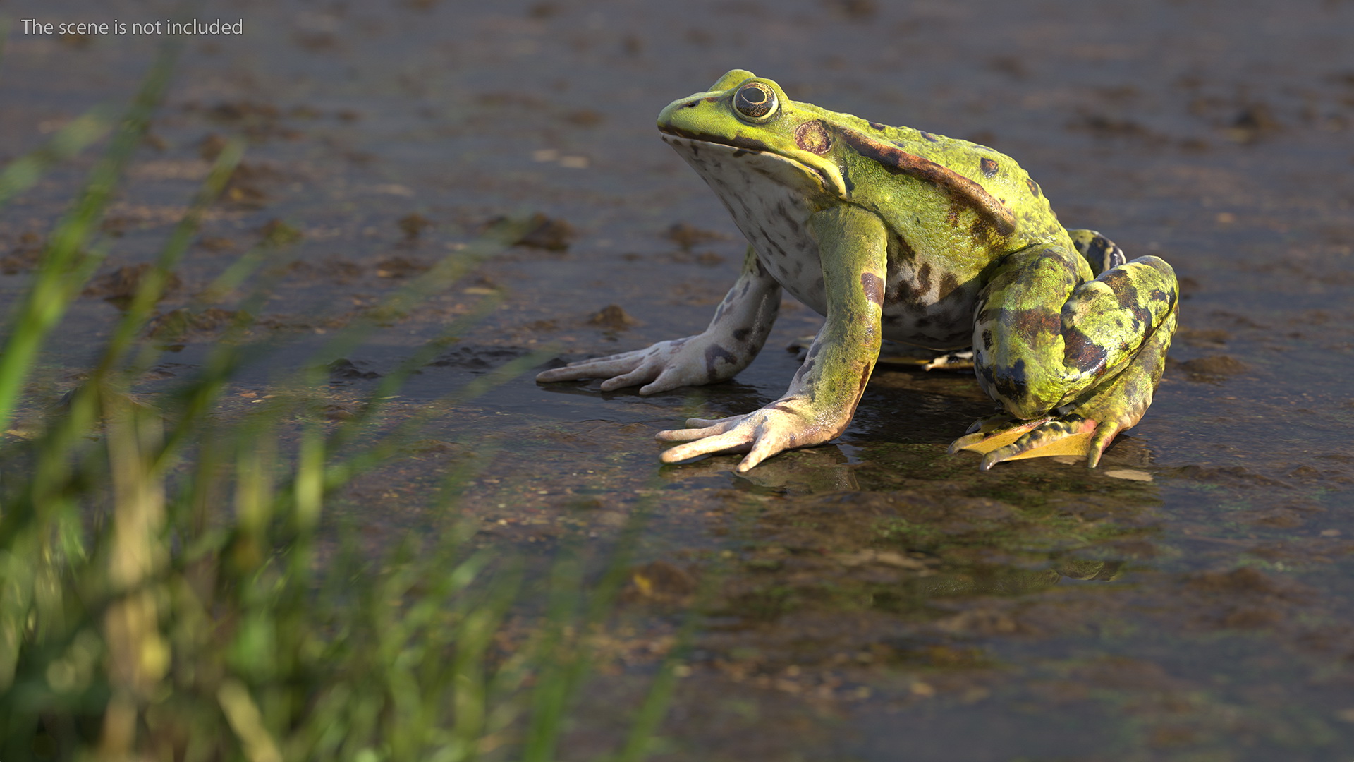 3D Frog Rigged
