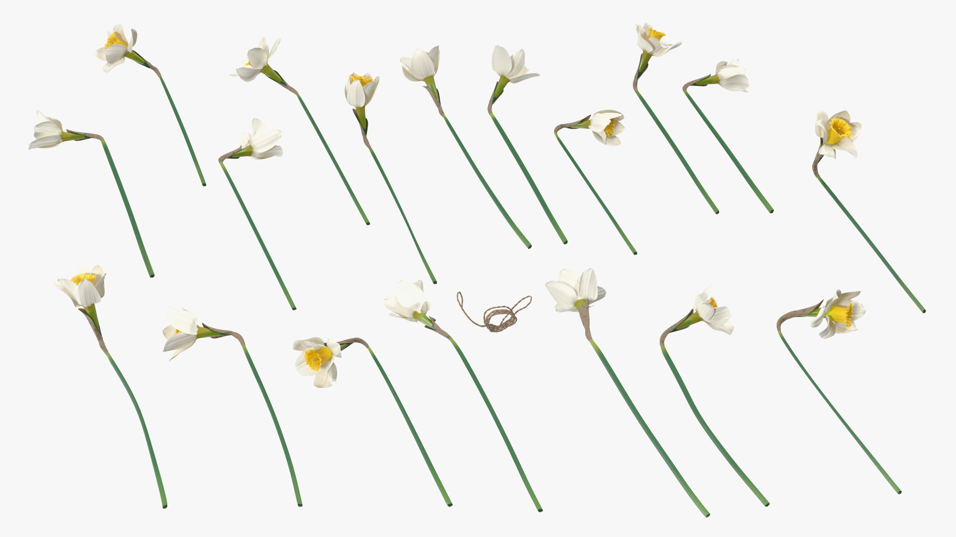 3D White Jonquil Bouquet