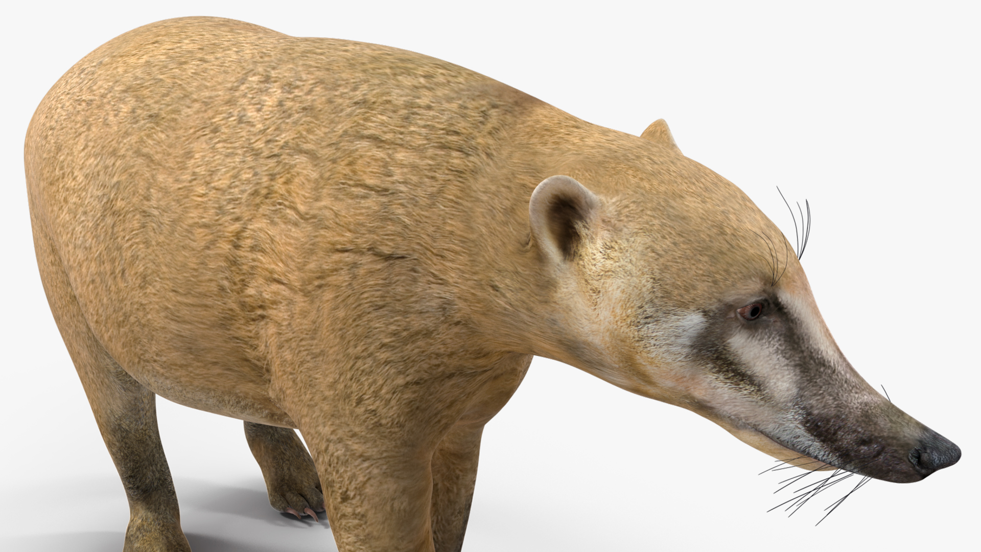 3D South American Coati Rigged for Maya