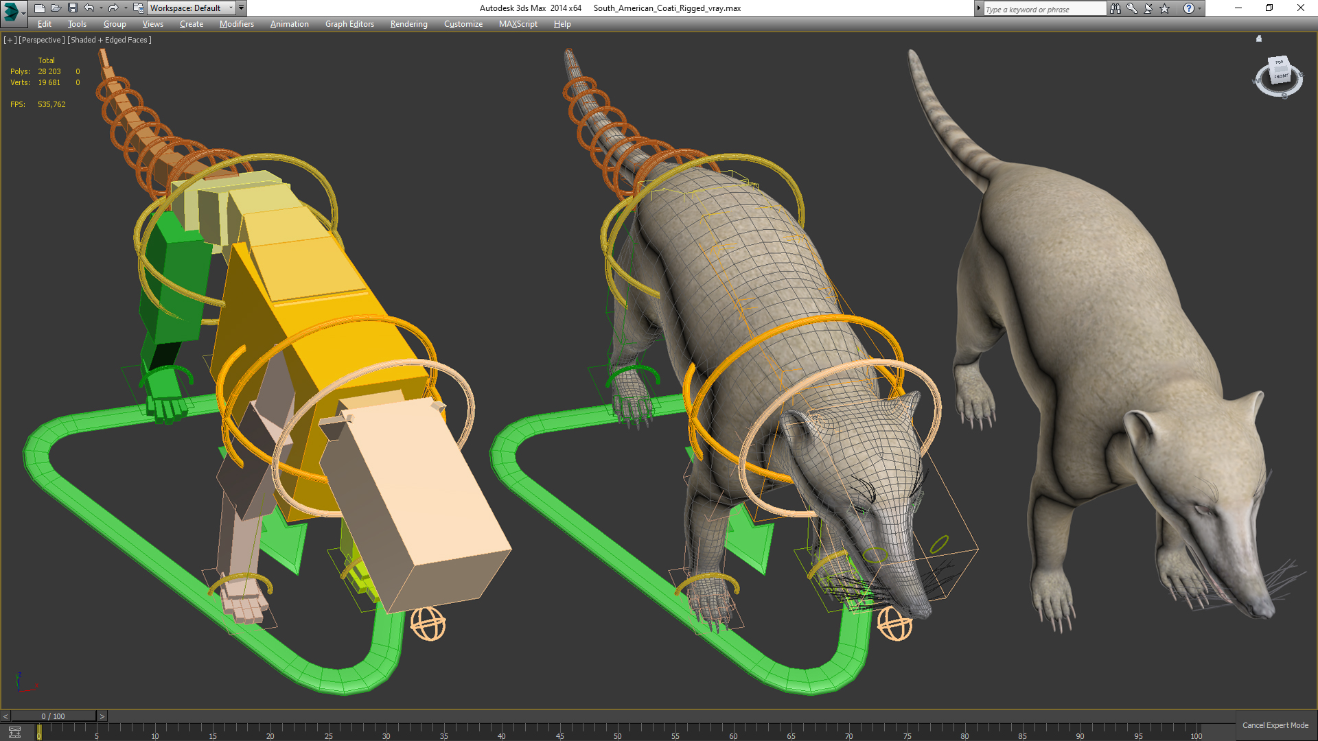 3D South American Coati Rigged for Maya
