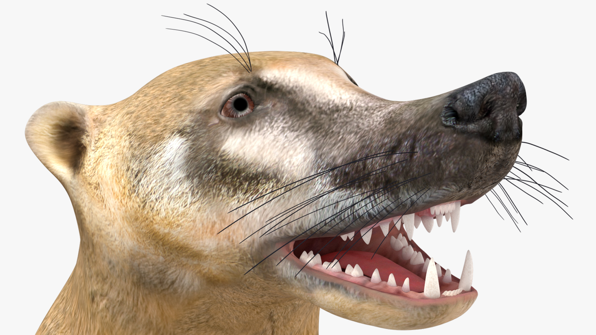 3D South American Coati Rigged for Maya