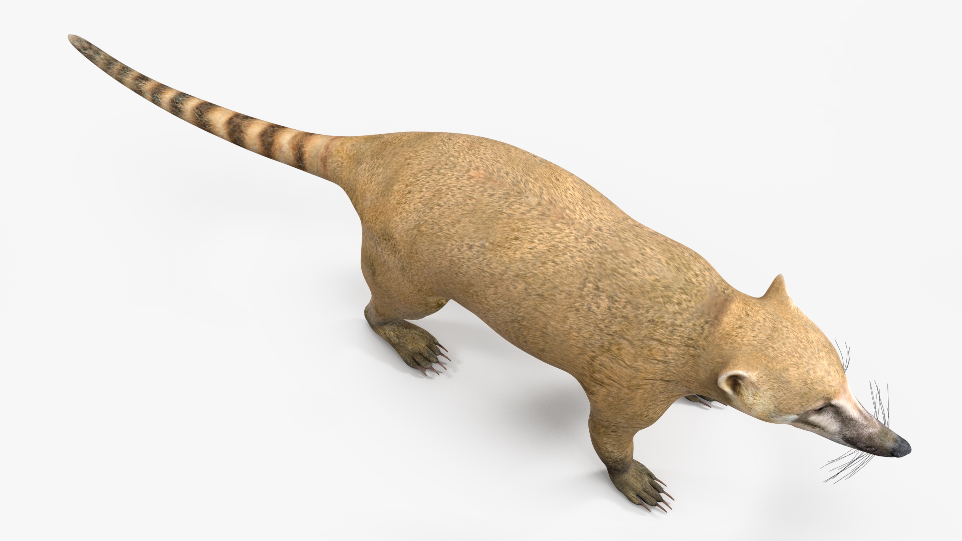 3D South American Coati Rigged for Maya