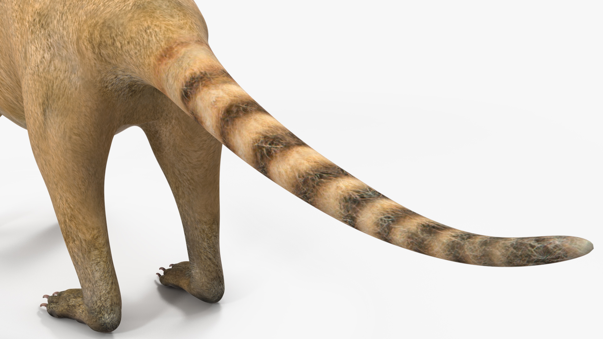 3D South American Coati Rigged for Maya