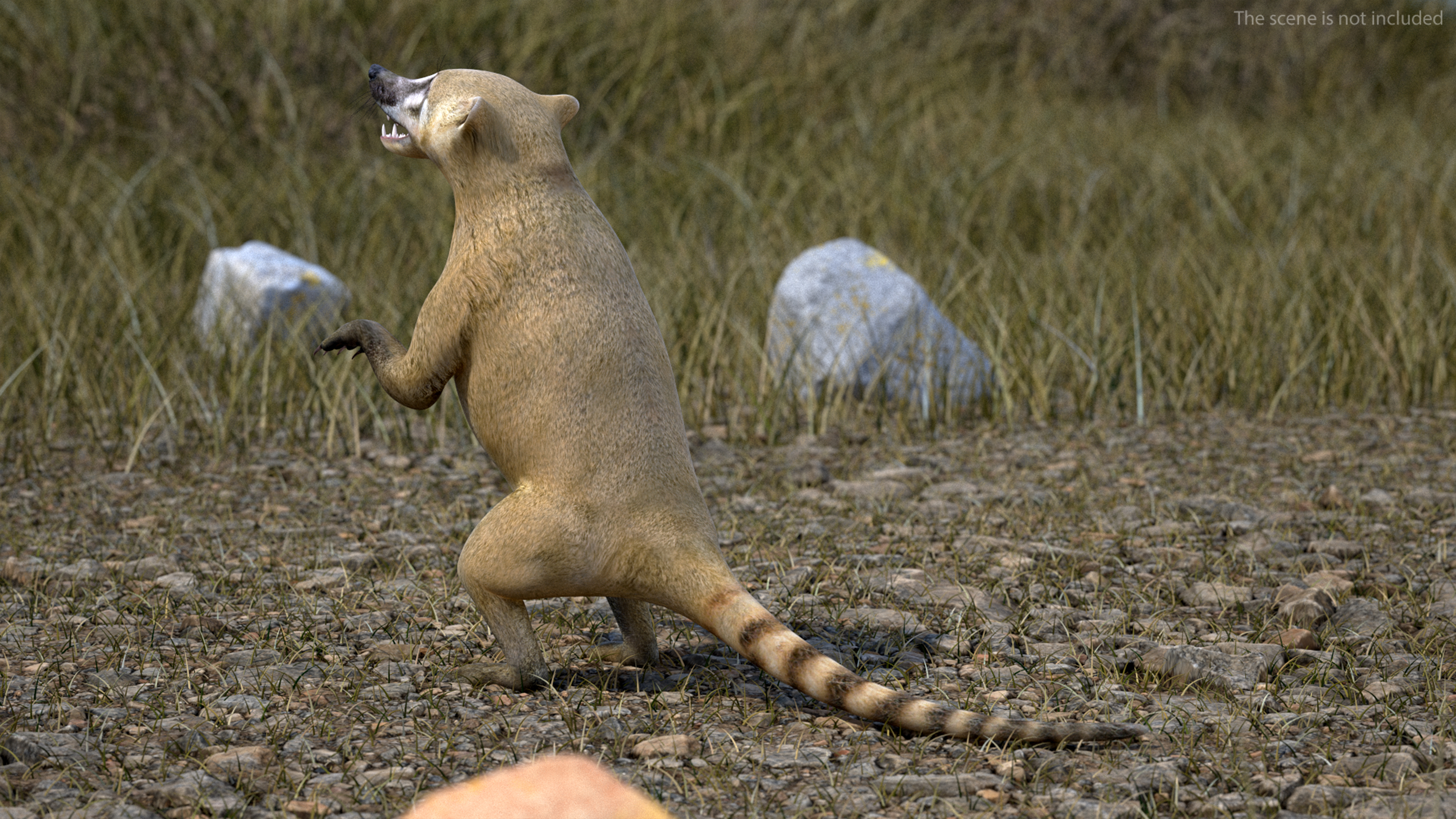 3D South American Coati Rigged for Maya