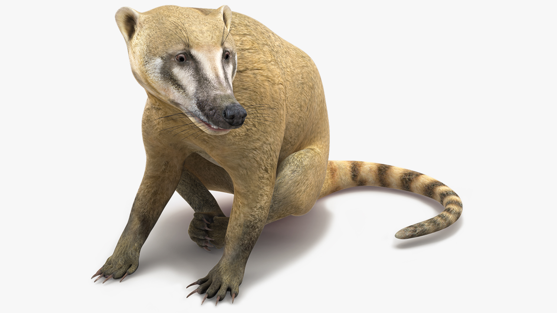 3D South American Coati Rigged for Maya