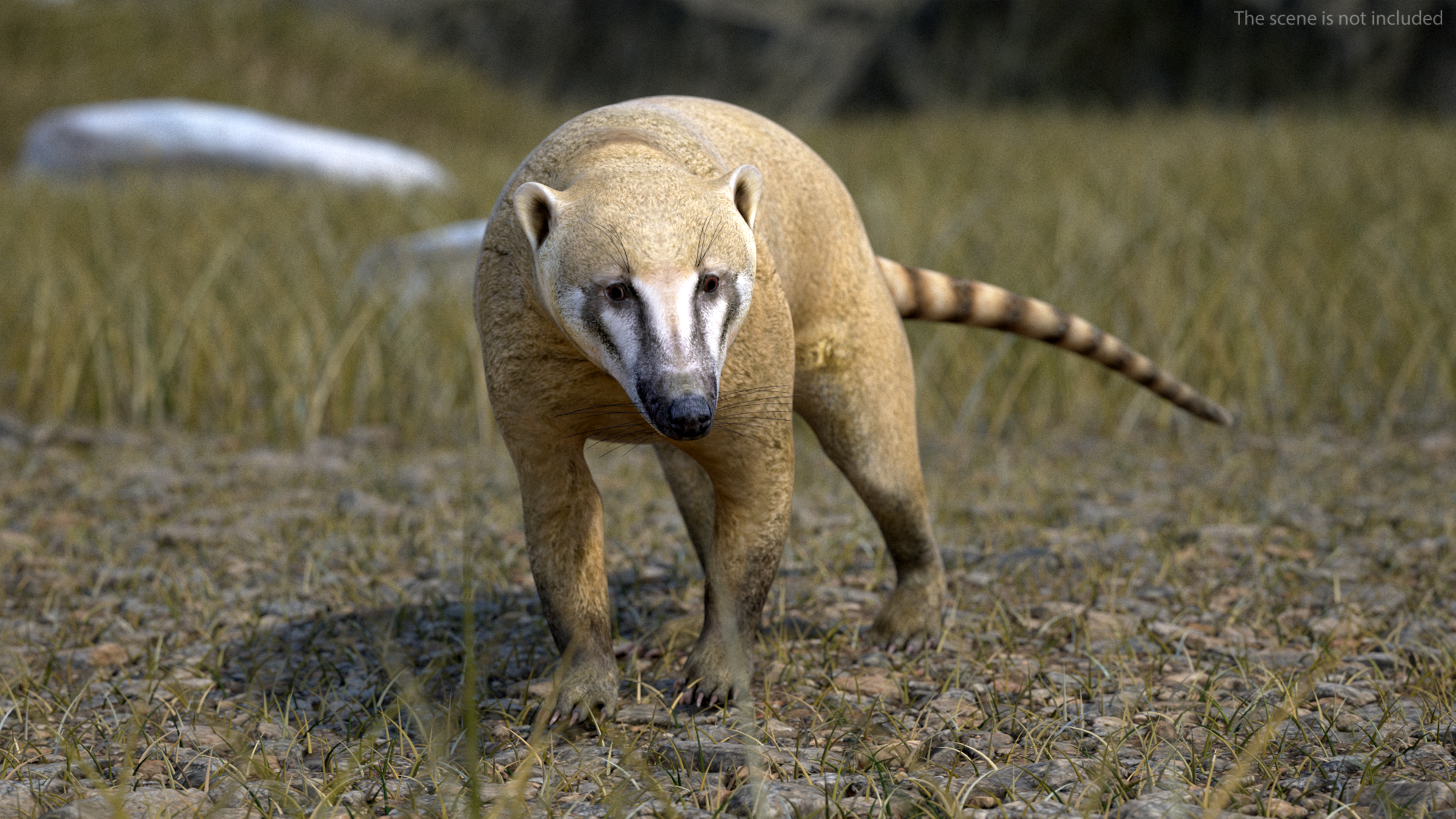 3D South American Coati Rigged for Maya
