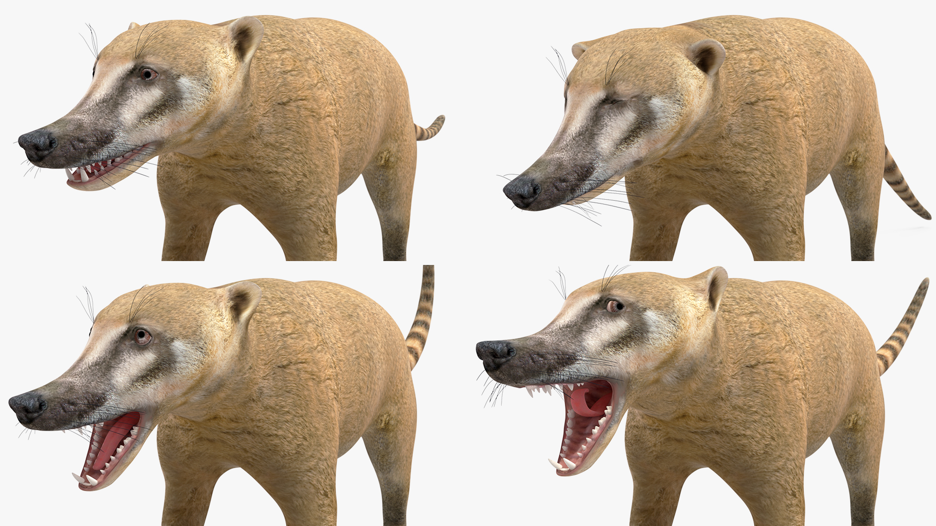 3D South American Coati Rigged for Maya