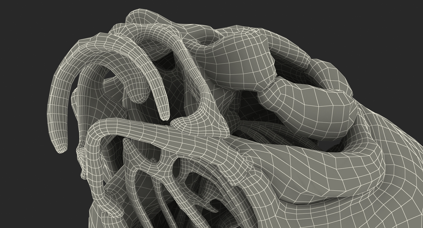 3D Fish Skull Bones