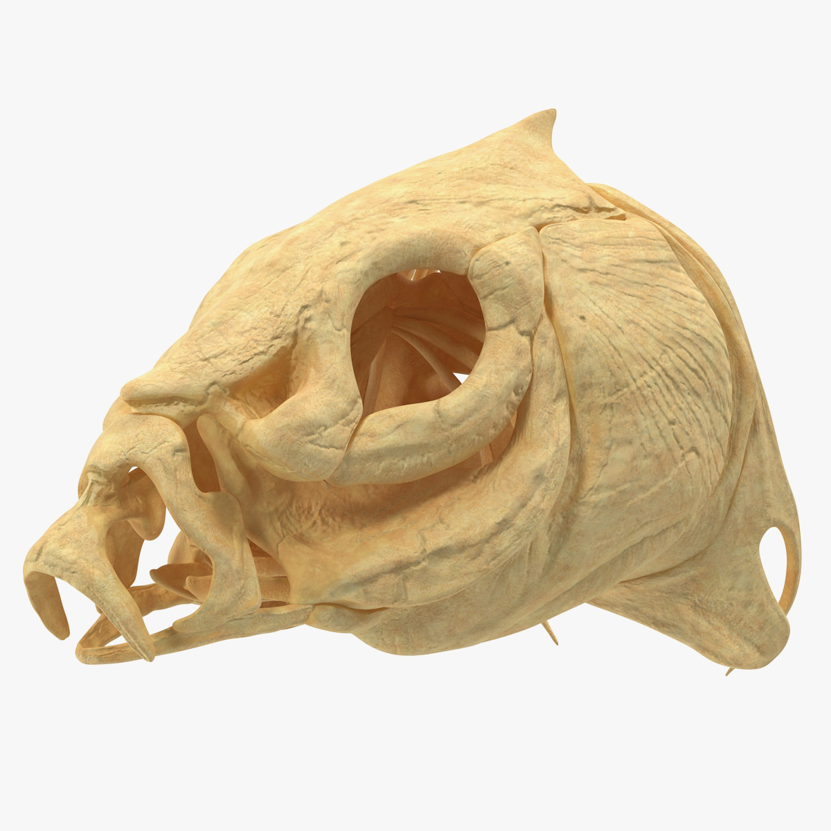 Fish Skull Bones