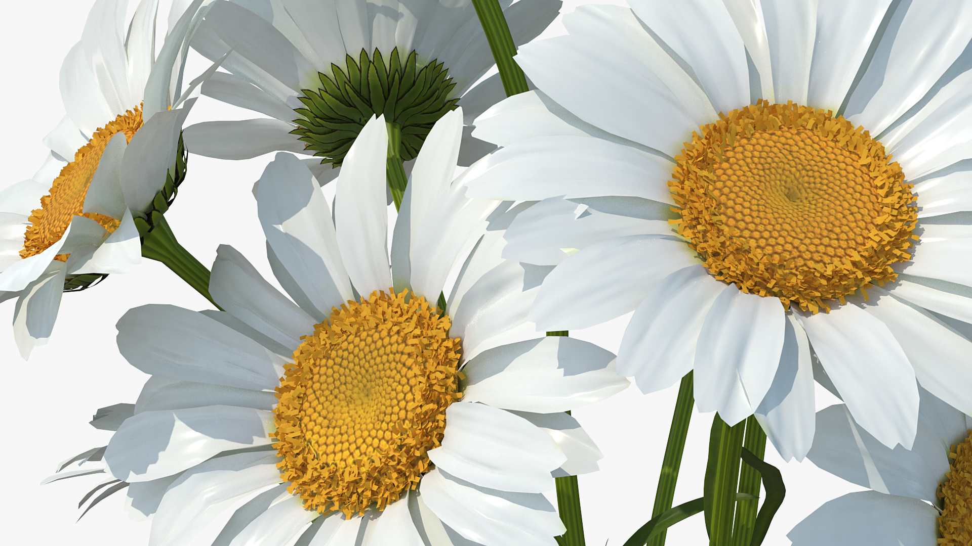 3D Bouquet of Chamomile Flowers in Vase