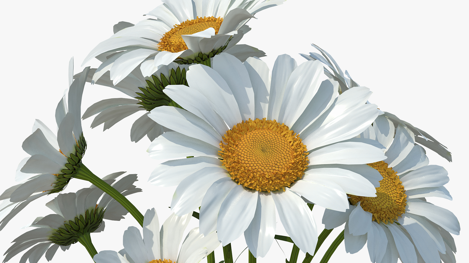 3D Bouquet of Chamomile Flowers in Vase