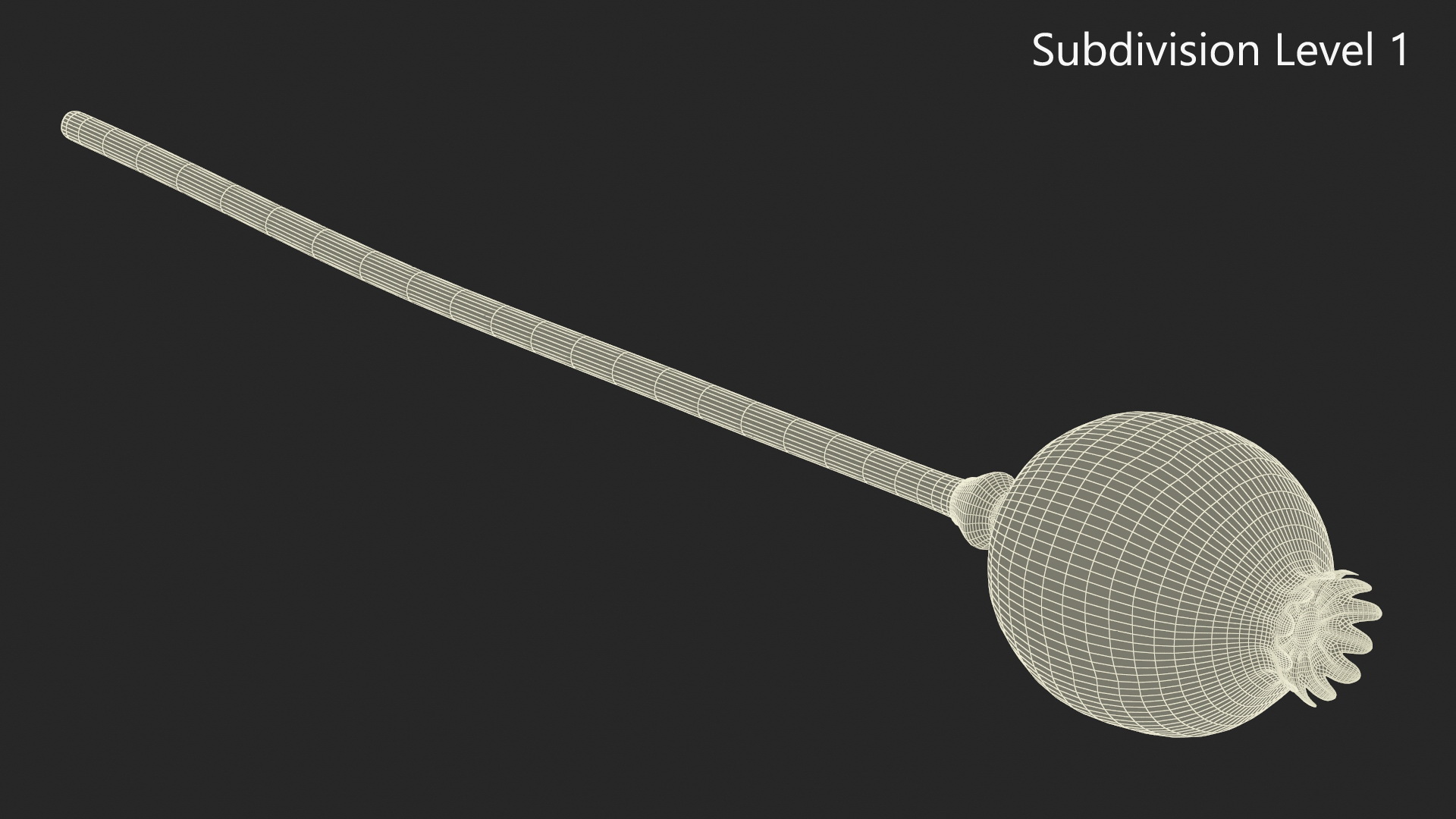 3D model Dry Poppy Seed Plant