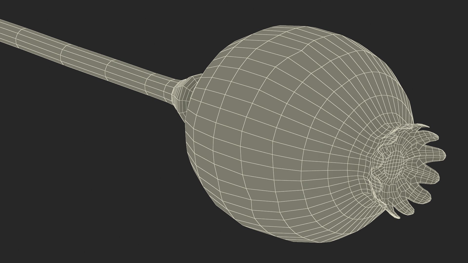 3D model Dry Poppy Seed Plant