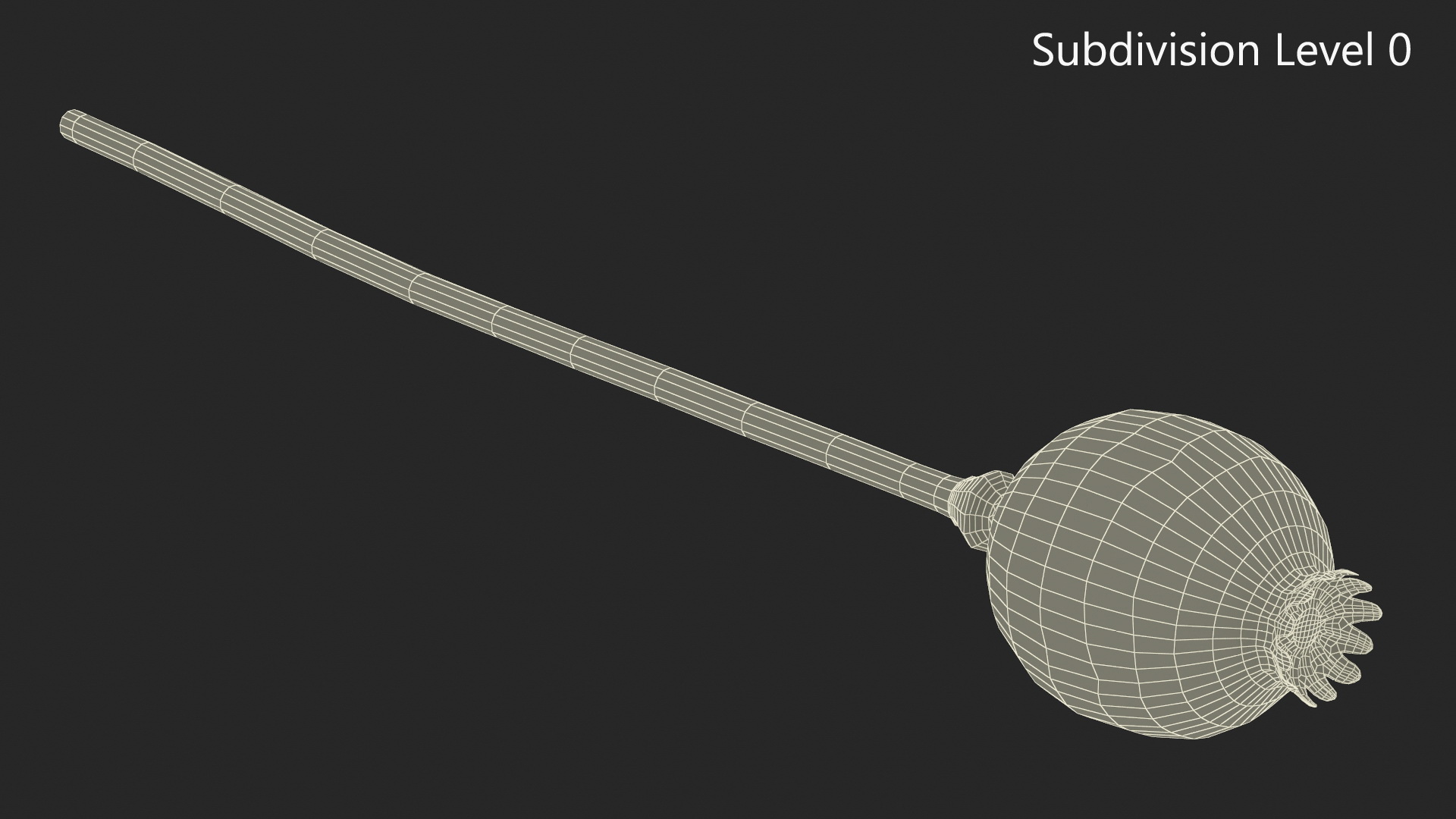 3D model Dry Poppy Seed Plant
