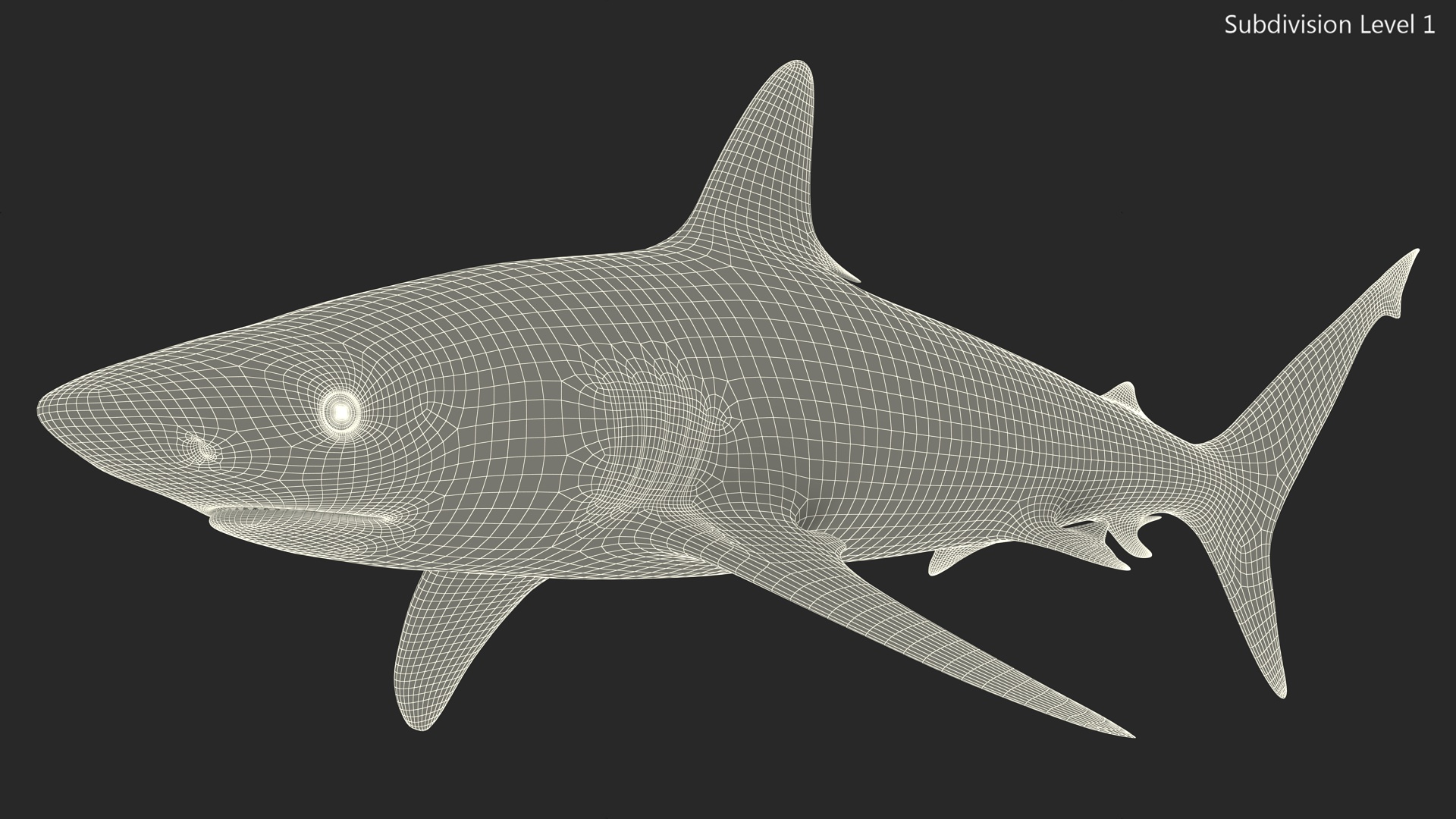 3D model Realistic Grey Reef Shark
